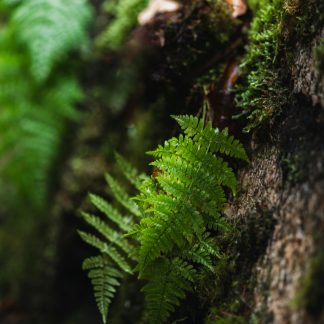 Fougères - Aromatiques